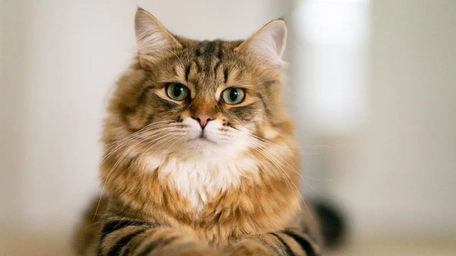 gatos hipoalergenicos siberiano gatos hipoalergenicos siberiano