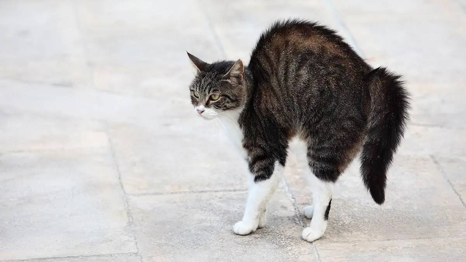 gato erizado (1)