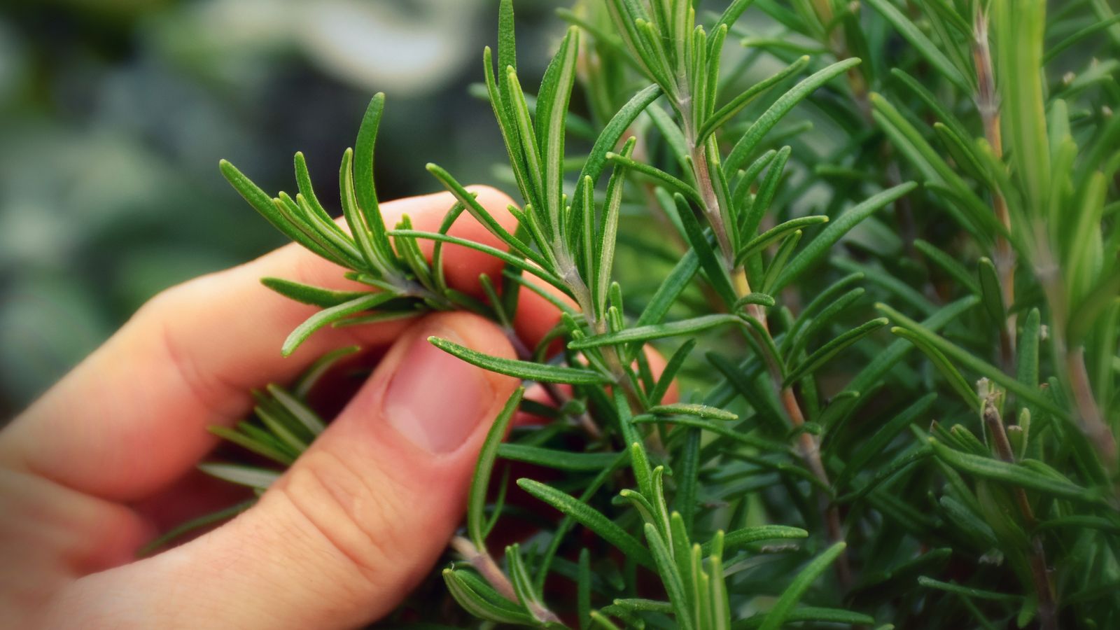 Algunas plantas pueden dividir sus hojas