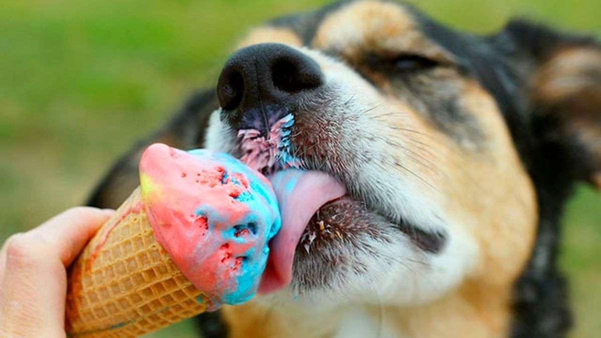 perro helado