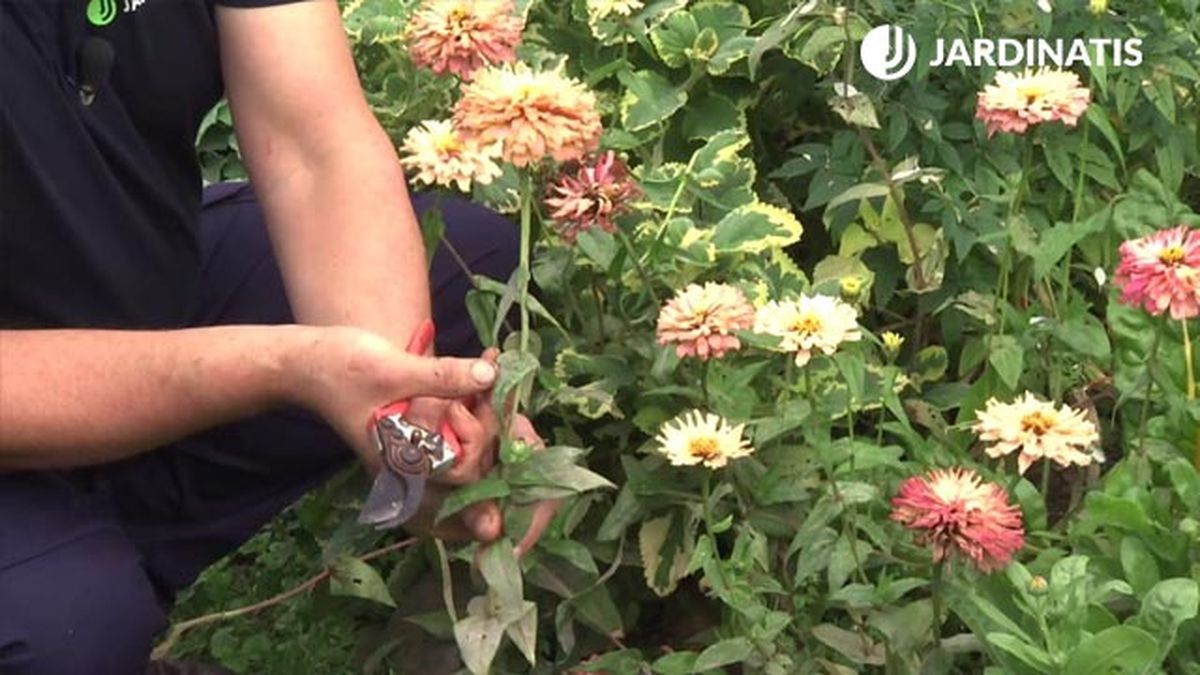 caracteristicas arreflo floral zinnias rosa apagado deco 748 jardin