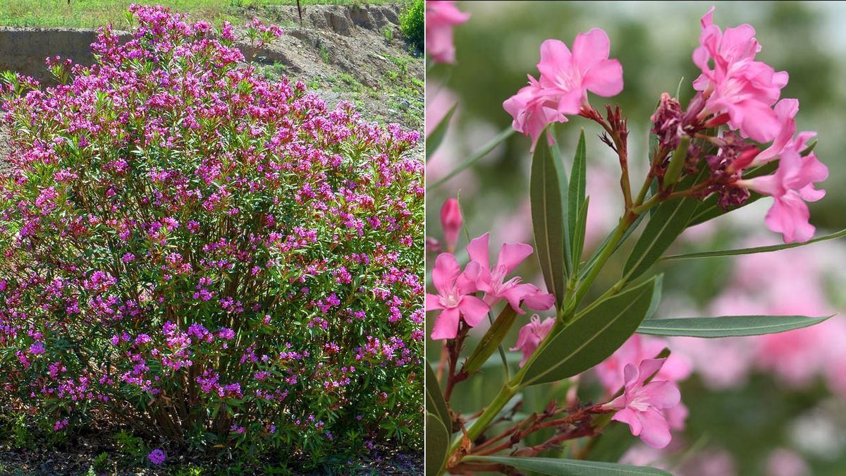 floracion de la adelfa