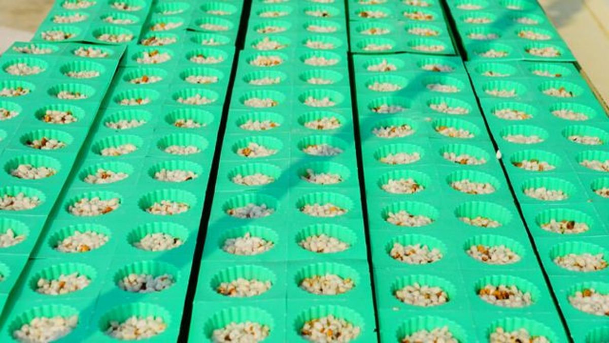 perlita y vermiculita en hidroponia