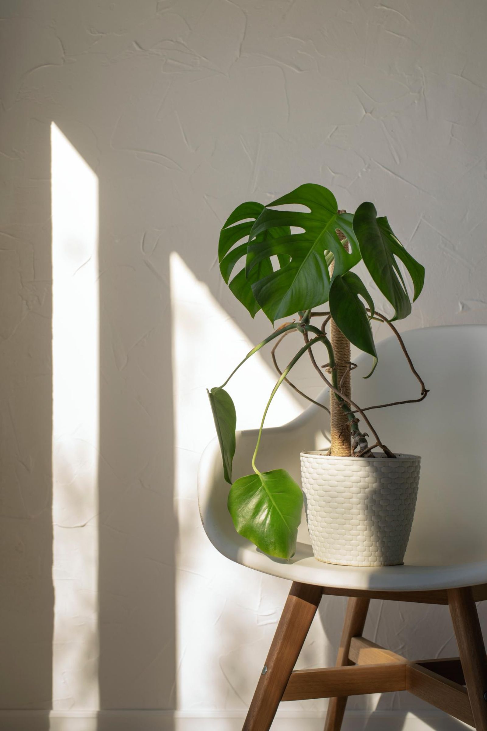 Monstera o Costilla de Adán.
