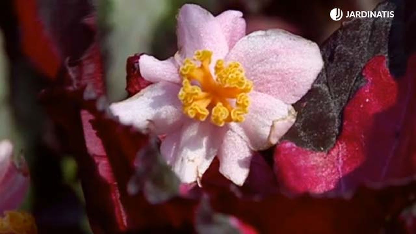 flor de la begonia rex brico 688 jardinatis flor de la begonia rex brico 688 jardinatis