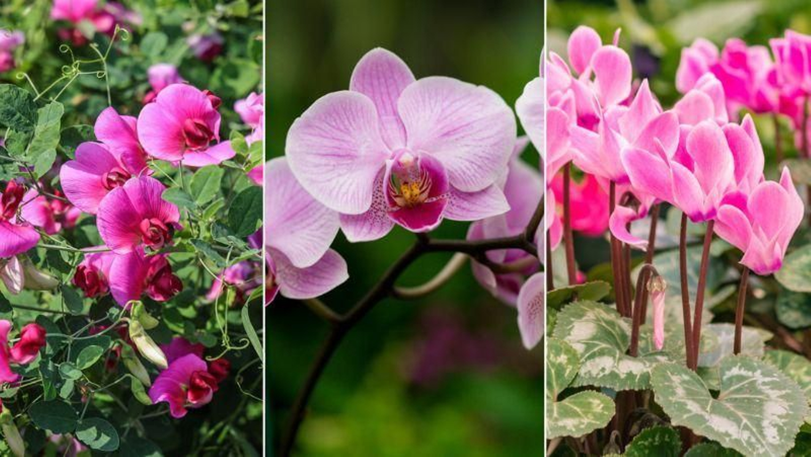 de izq. a drcha.: guisantes de flor, orquídea y ciclamen de izq. a drcha.: guisantes de flor, orquídea y ciclamen