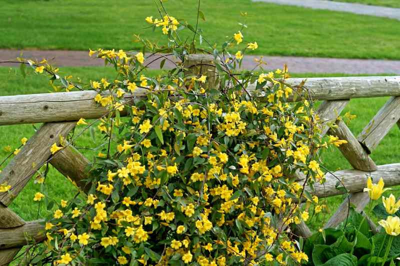 Gelsemium sempervirens .