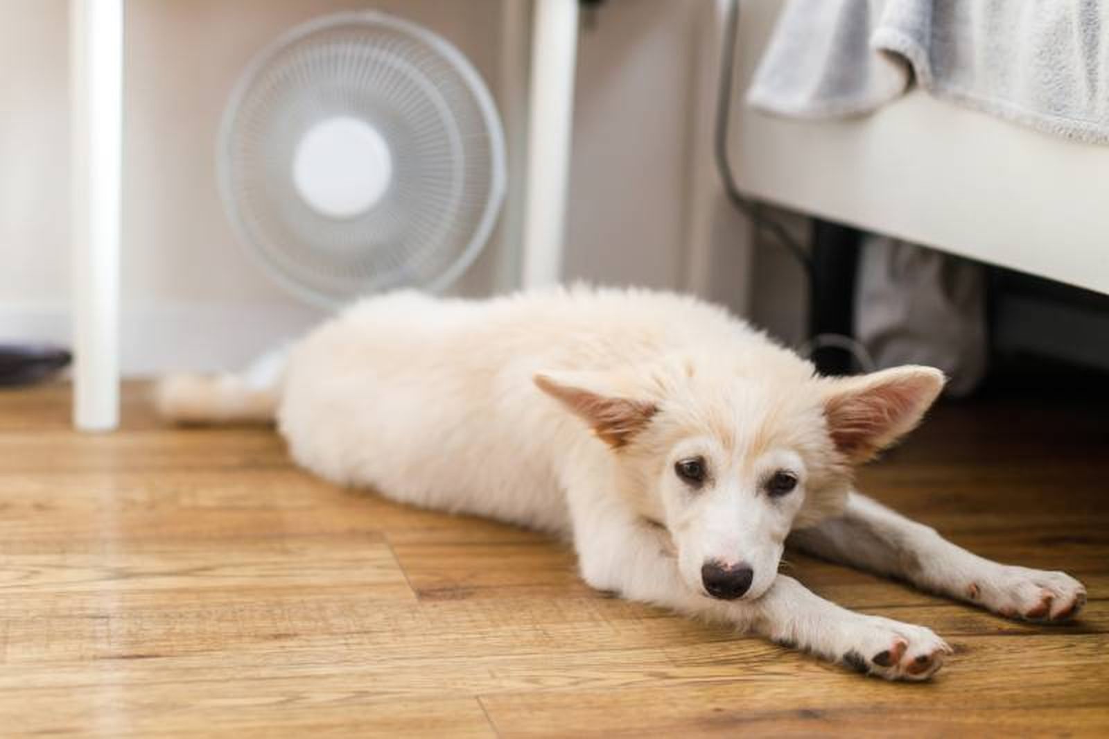 Un aparato menos agresivo que el aire acondicionado son los ventiladores eléctricos. Un aparato menos agresivo que el aire acondicionado son los ventiladores eléctricos.