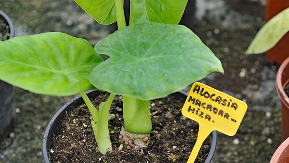 reproduccion de la alocasia macrorrhiza marquesa hijuelos