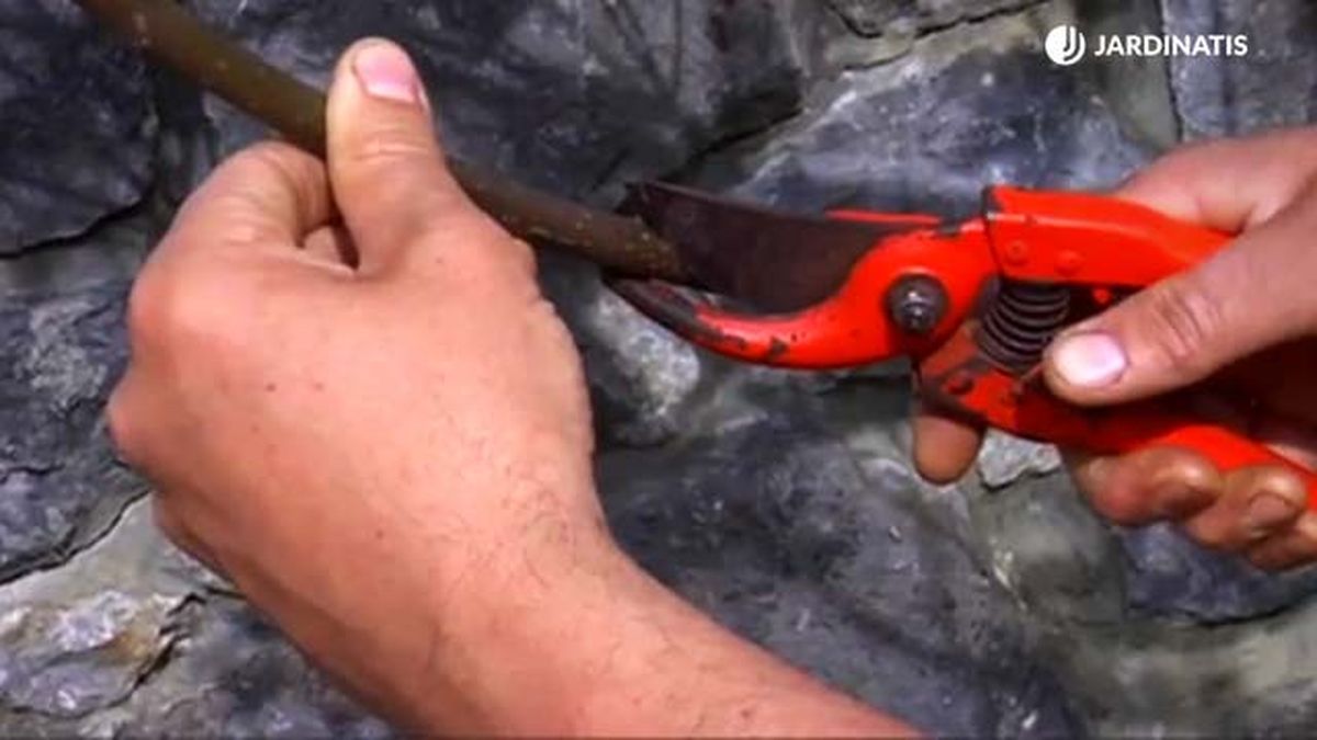 cortar rama de higueras para acodo aereo brico 750