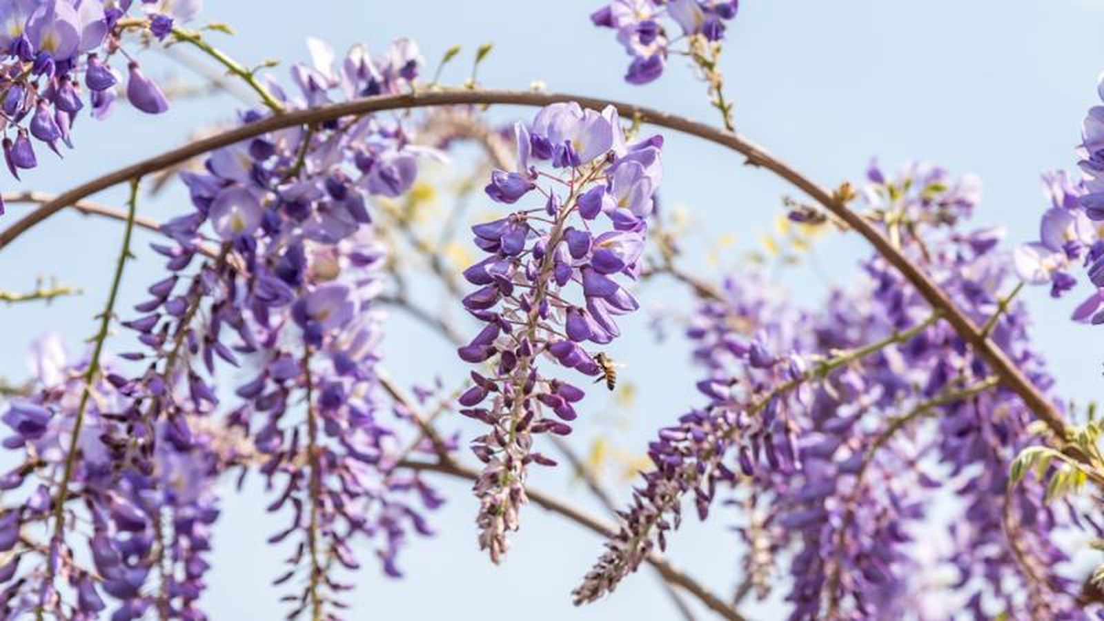 Wisteria sinensis. Wisteria sinensis.