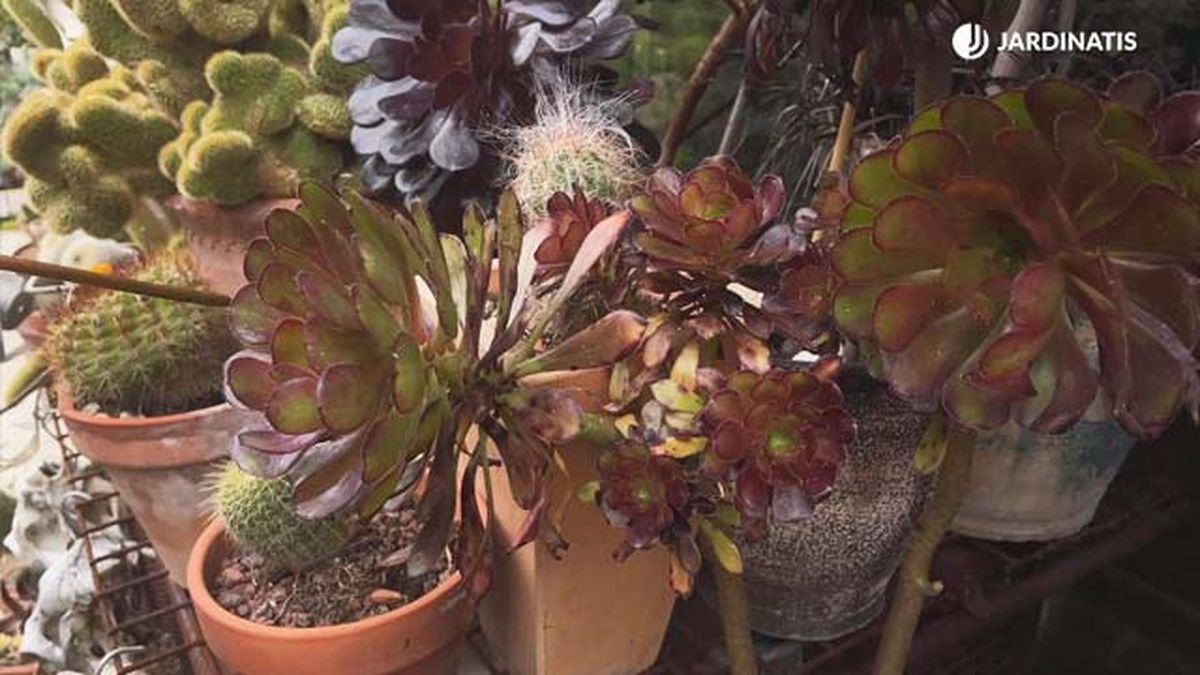 variedad aeonium rojo verde coleccion inigo segurola