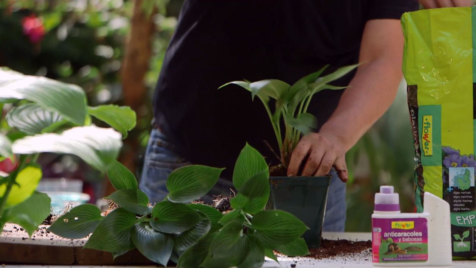 brico 0913 3 reproduccion cuidados hostas reproduccion paso 3 brico 0913 3 reproduccion cuidados hostas reproduccion paso 3