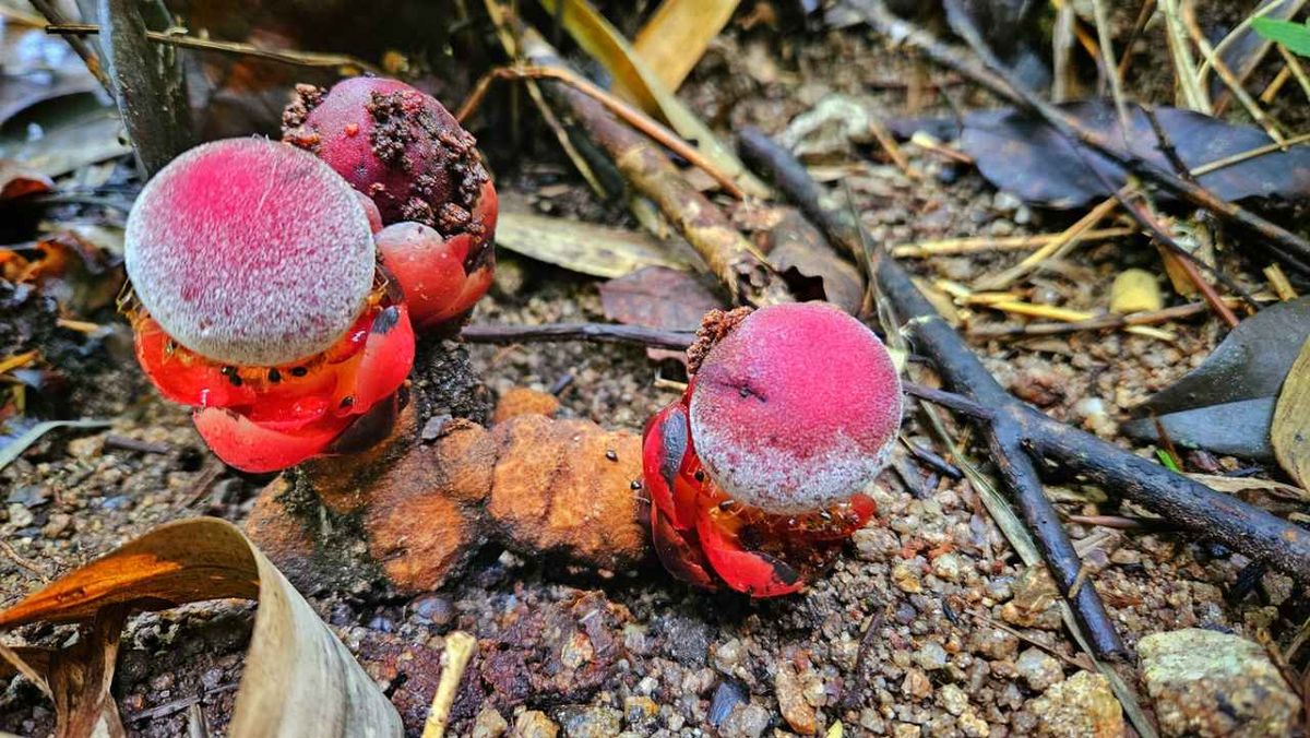 Las plantas parásitas dependen de otras plantas para sobrevivir