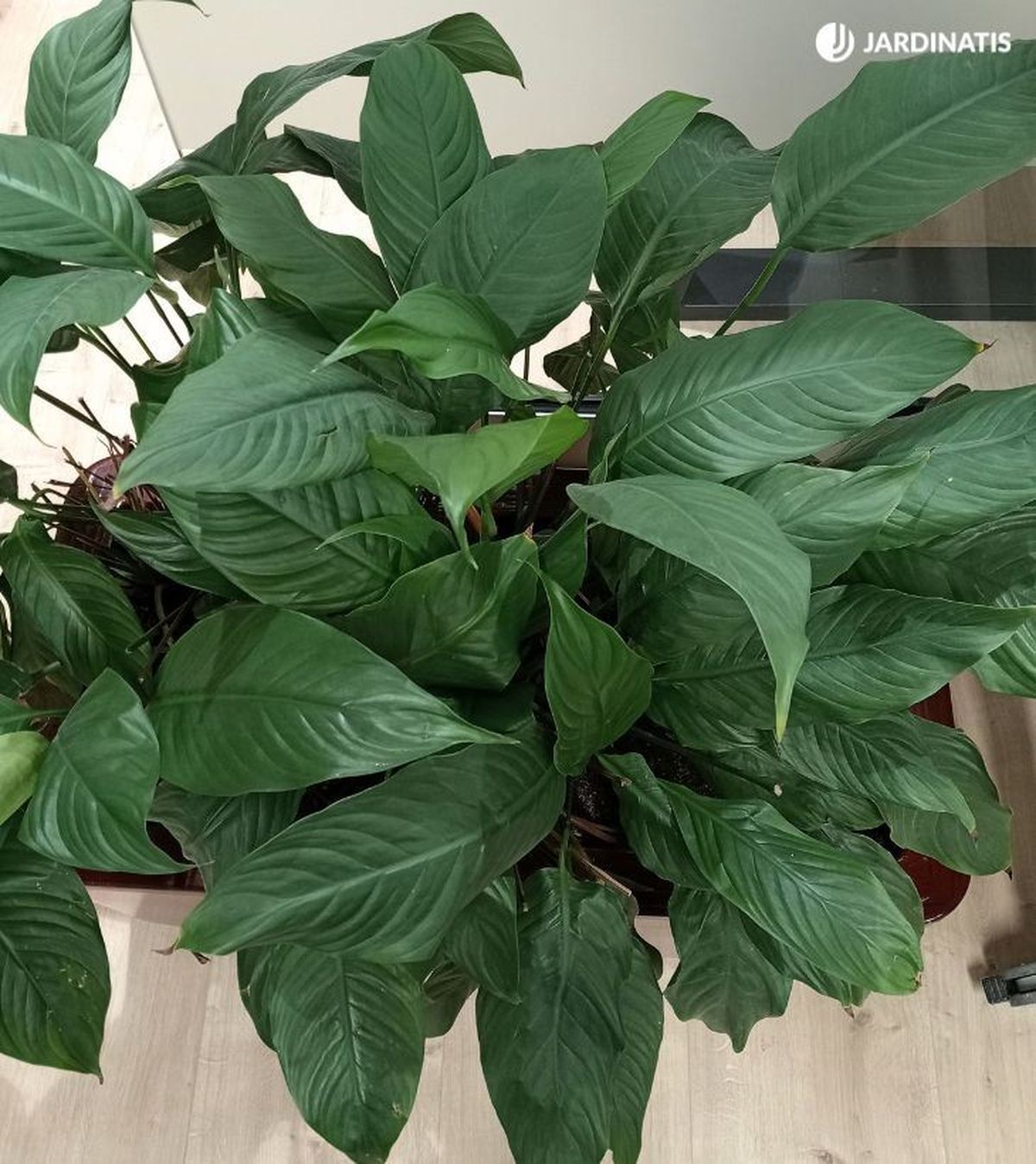 Espatifilo sin flores en una oficina