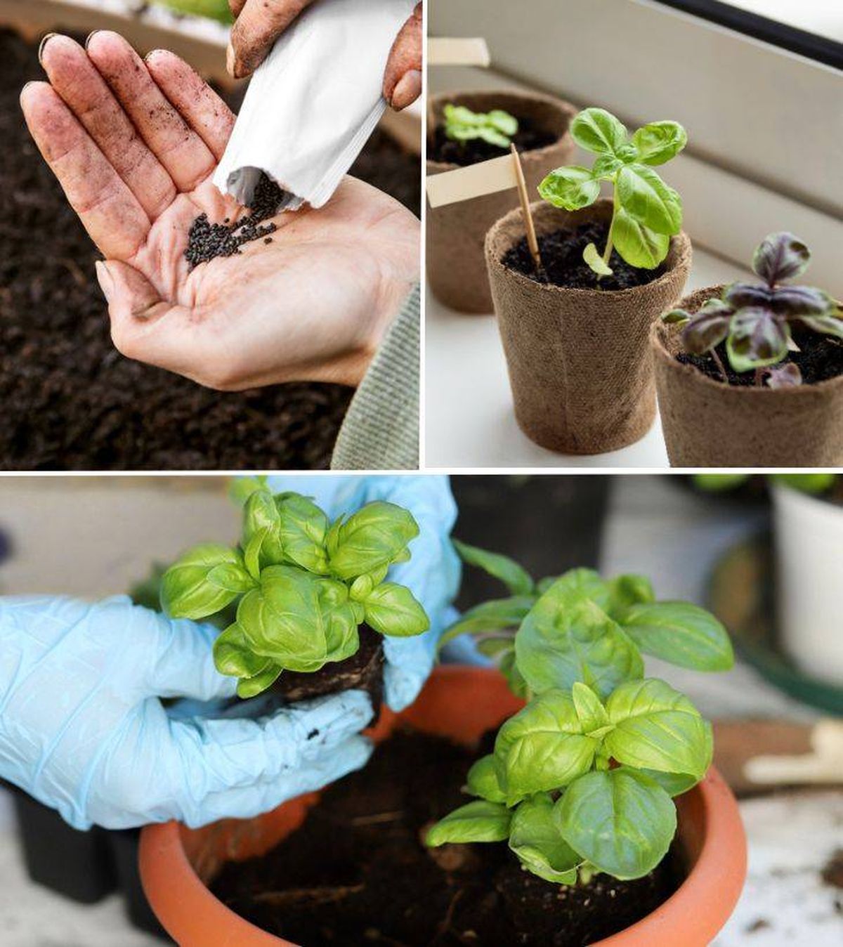 reproduccion albahaca semillas