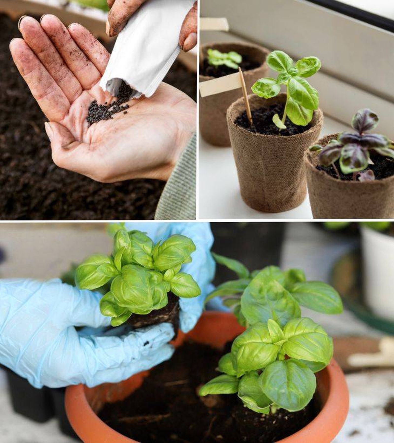 reproduccion albahaca semillas