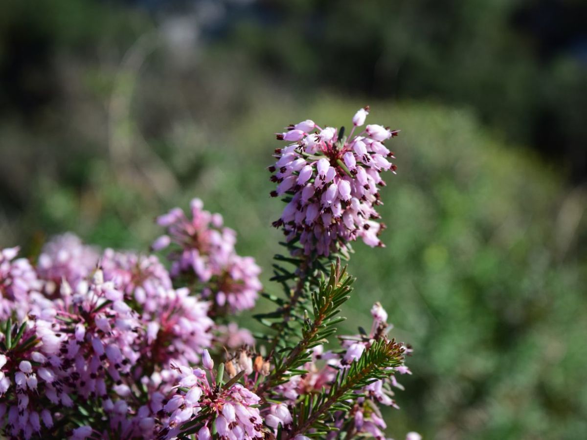 Se adapta muy bien a suelos pobres y secos.