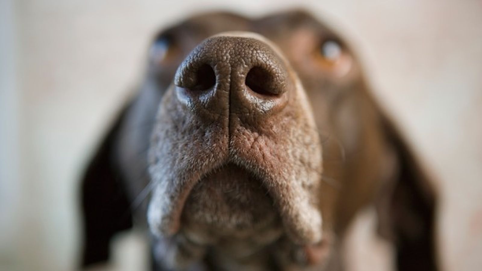 mi perro tiene la nariz seca 1 mi perro tiene la nariz seca 1