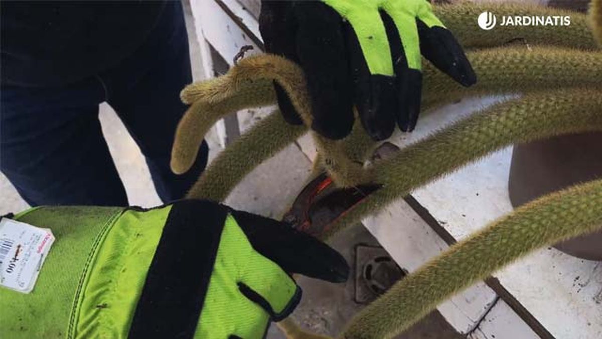 tallo congelado de cleistocactus winteri jardinatis