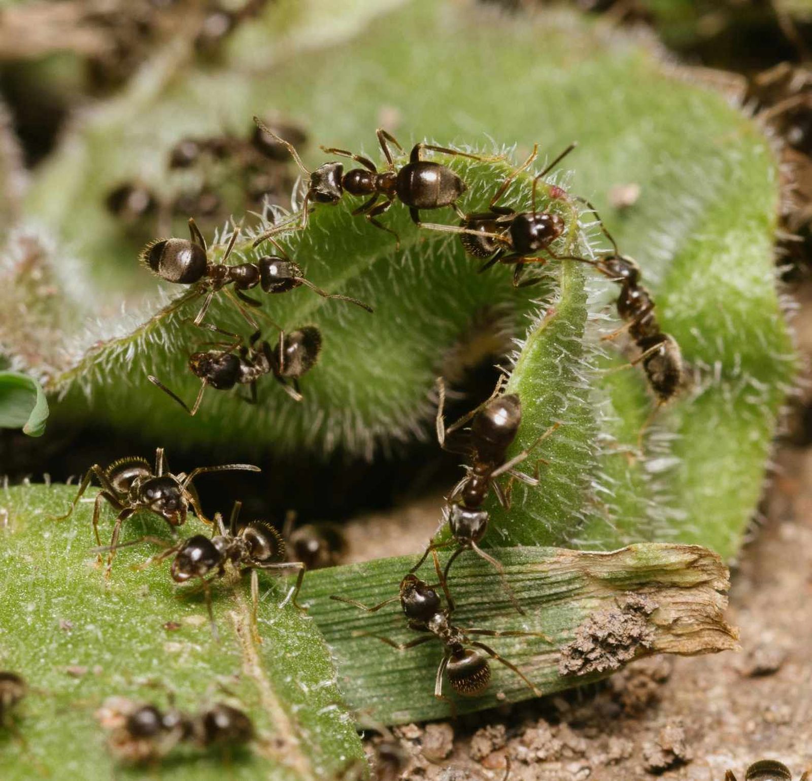 Hormigas trabajando juntas.