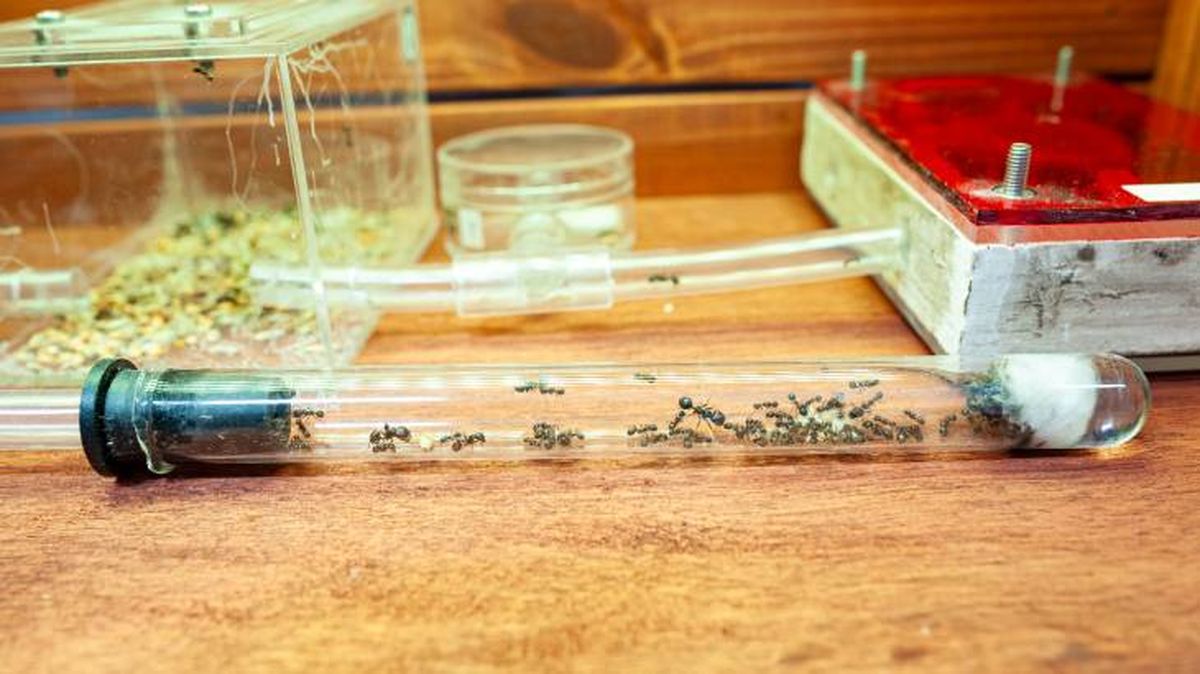 Un hormiguero casero puede tener tubos y otros accesorios