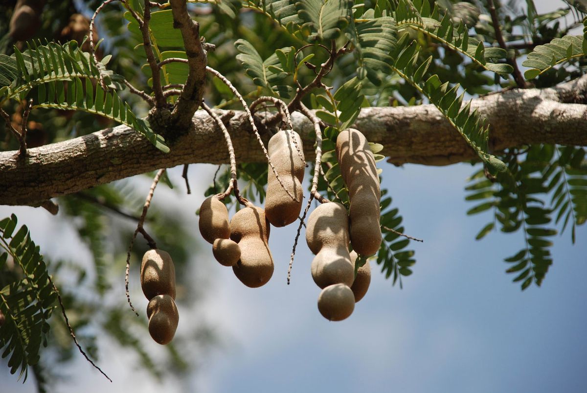 tamarindo en el arbol