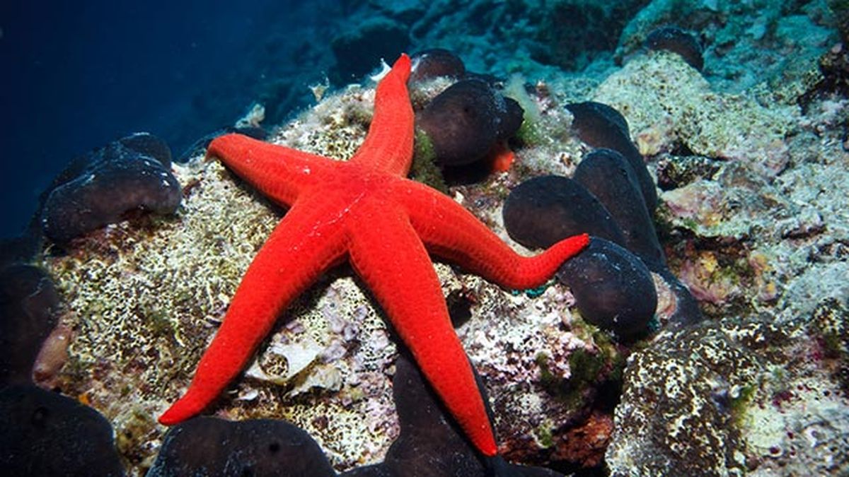 estrella de mar