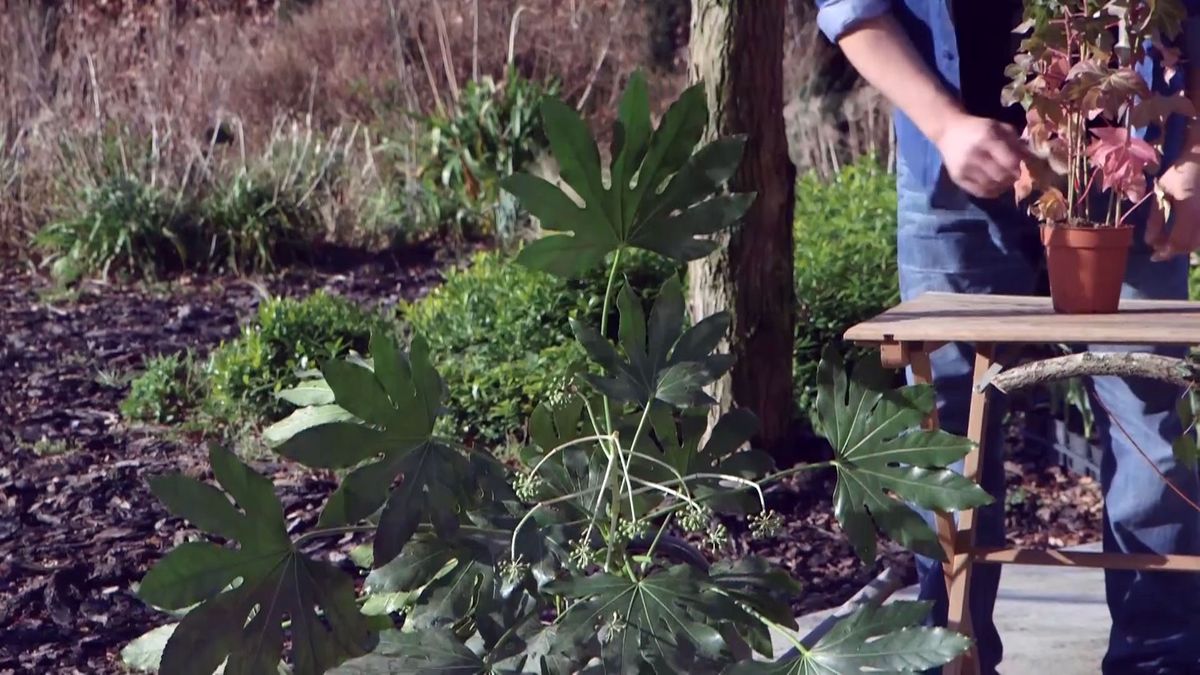 brico 940 3 fatsedera aralia japonica