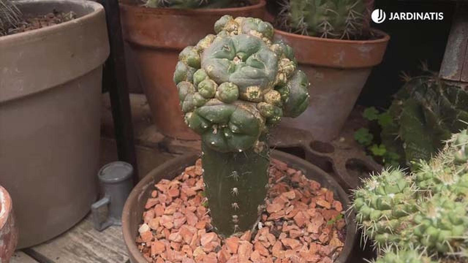 cactus injertado peyote sobre san pedro coleccion inigo segurola cactus injertado peyote sobre san pedro coleccion inigo segurola