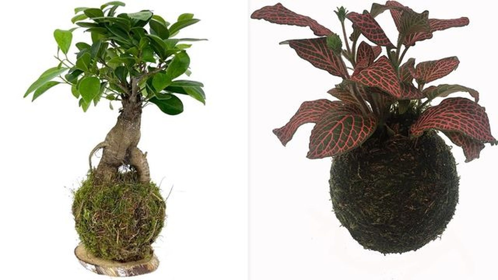 kokedamas amazon kokedamas amazon