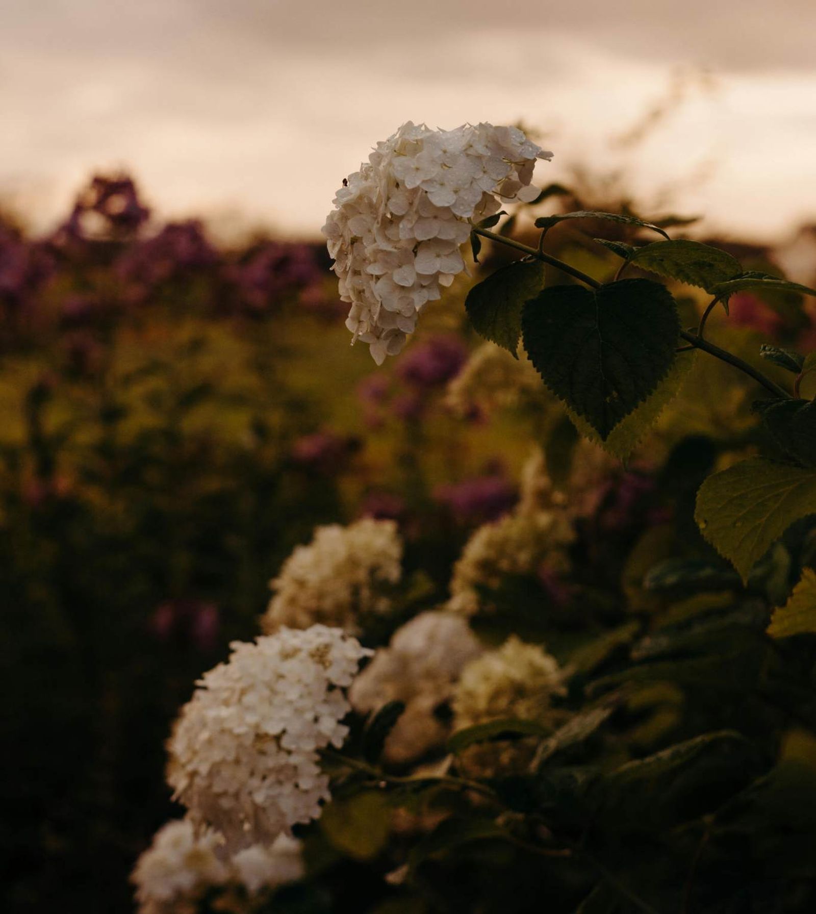 Hortensia blanca al caer la noche.