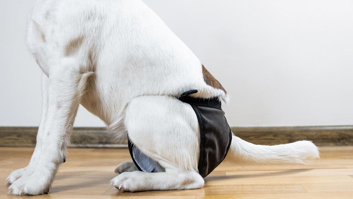 braguitas celo perra 3