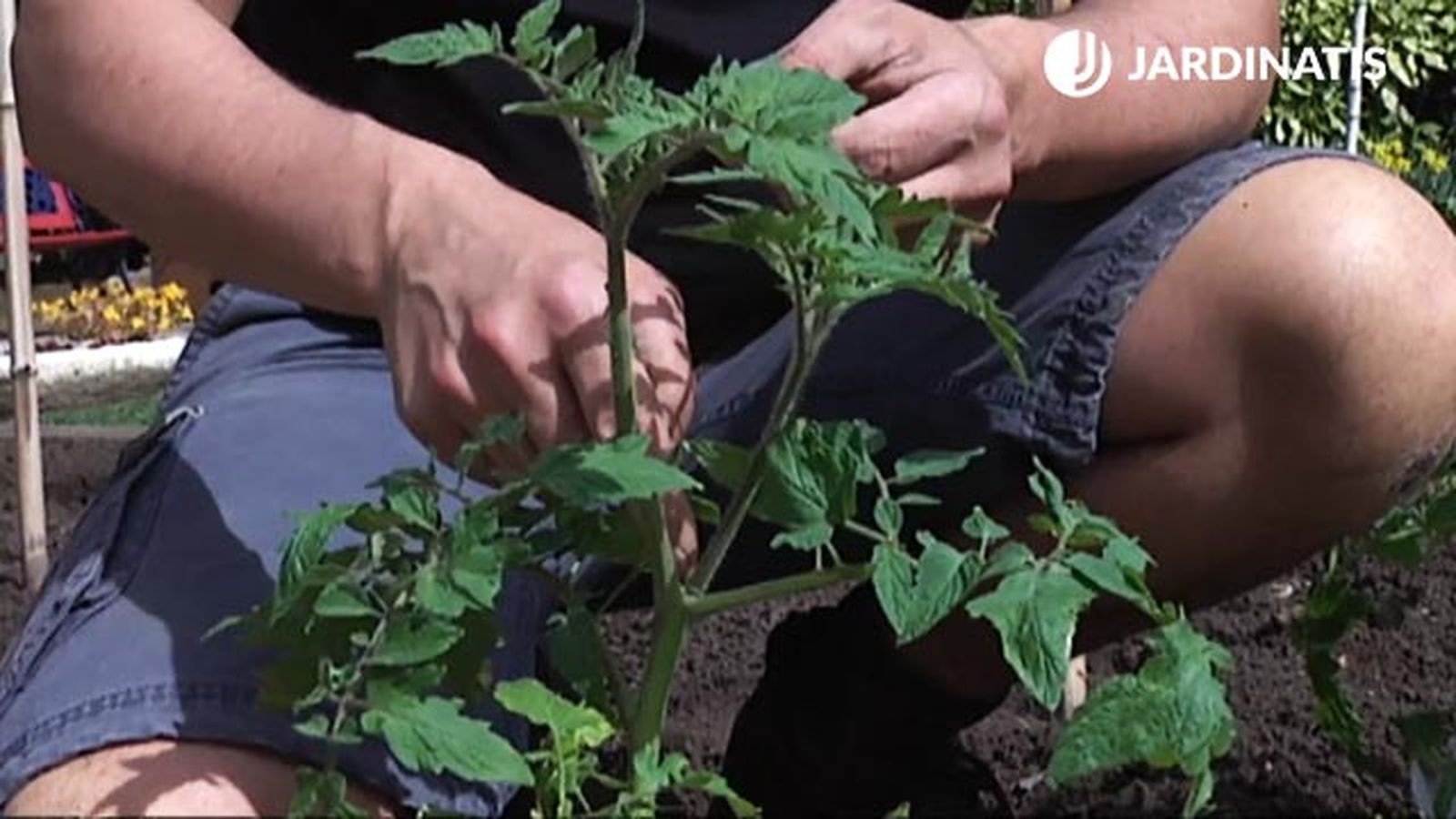 podar tomates antes de plantar en maceteros brico 746 podar tomates antes de plantar en maceteros brico 746