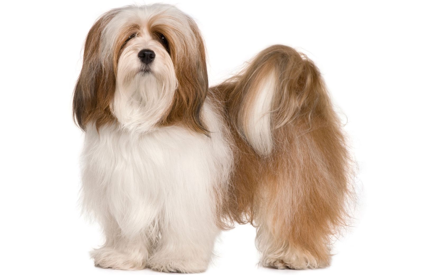 lhasa apso xl