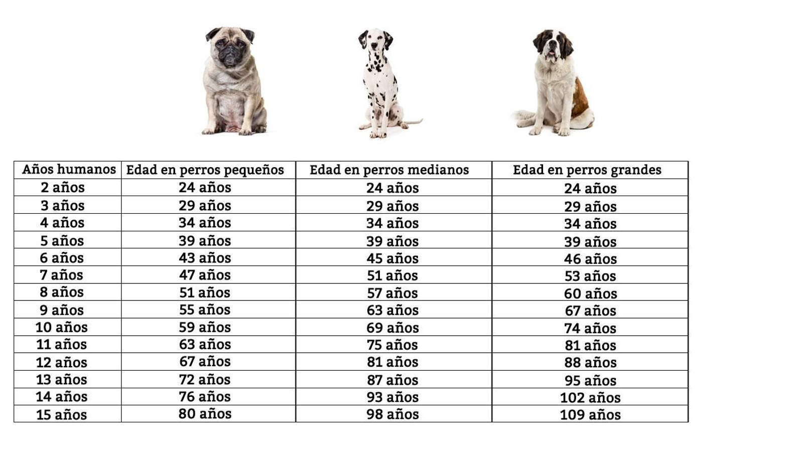 edad perros