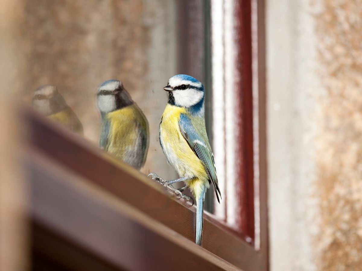 La visita de un pájaro a una ventana puede representar diferentes significados.