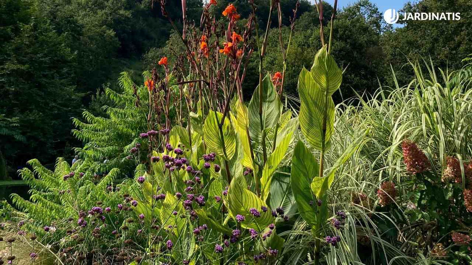 Diferentes tipos de plantas resistentes al sol