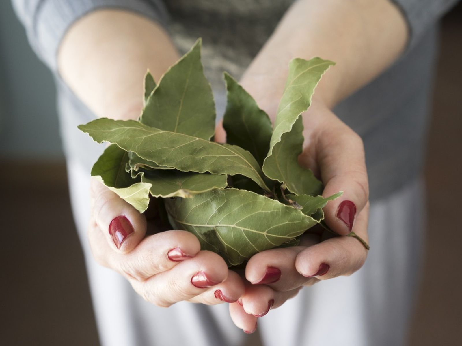 Las hojas de laurel suelen medir entre 2,5 y 7,5 cm de largo