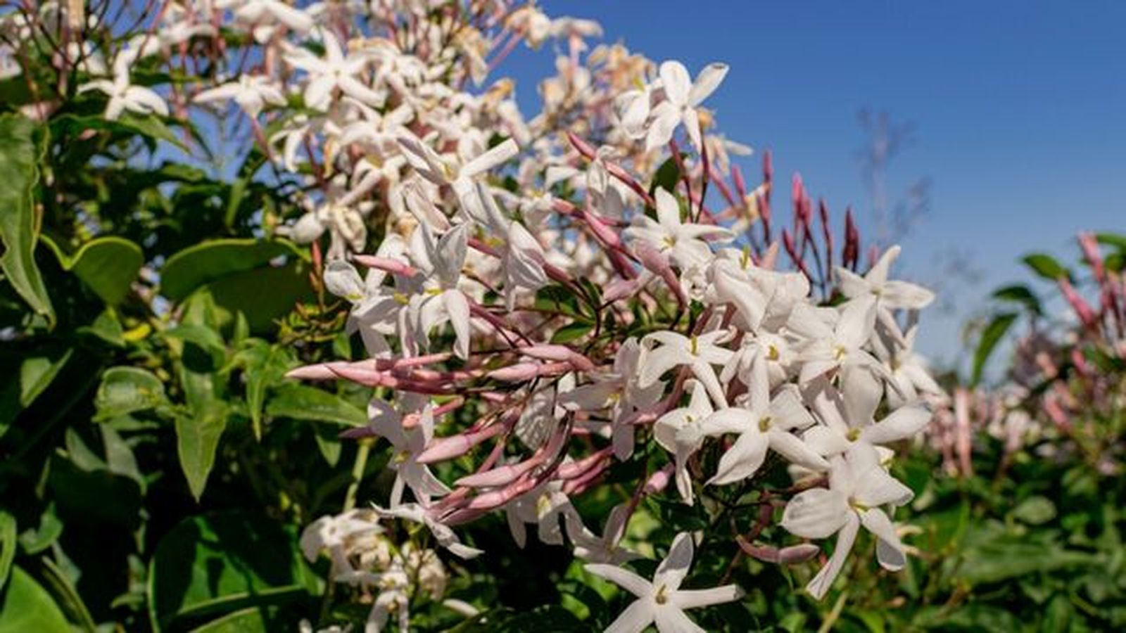 Jazmin officinale flor