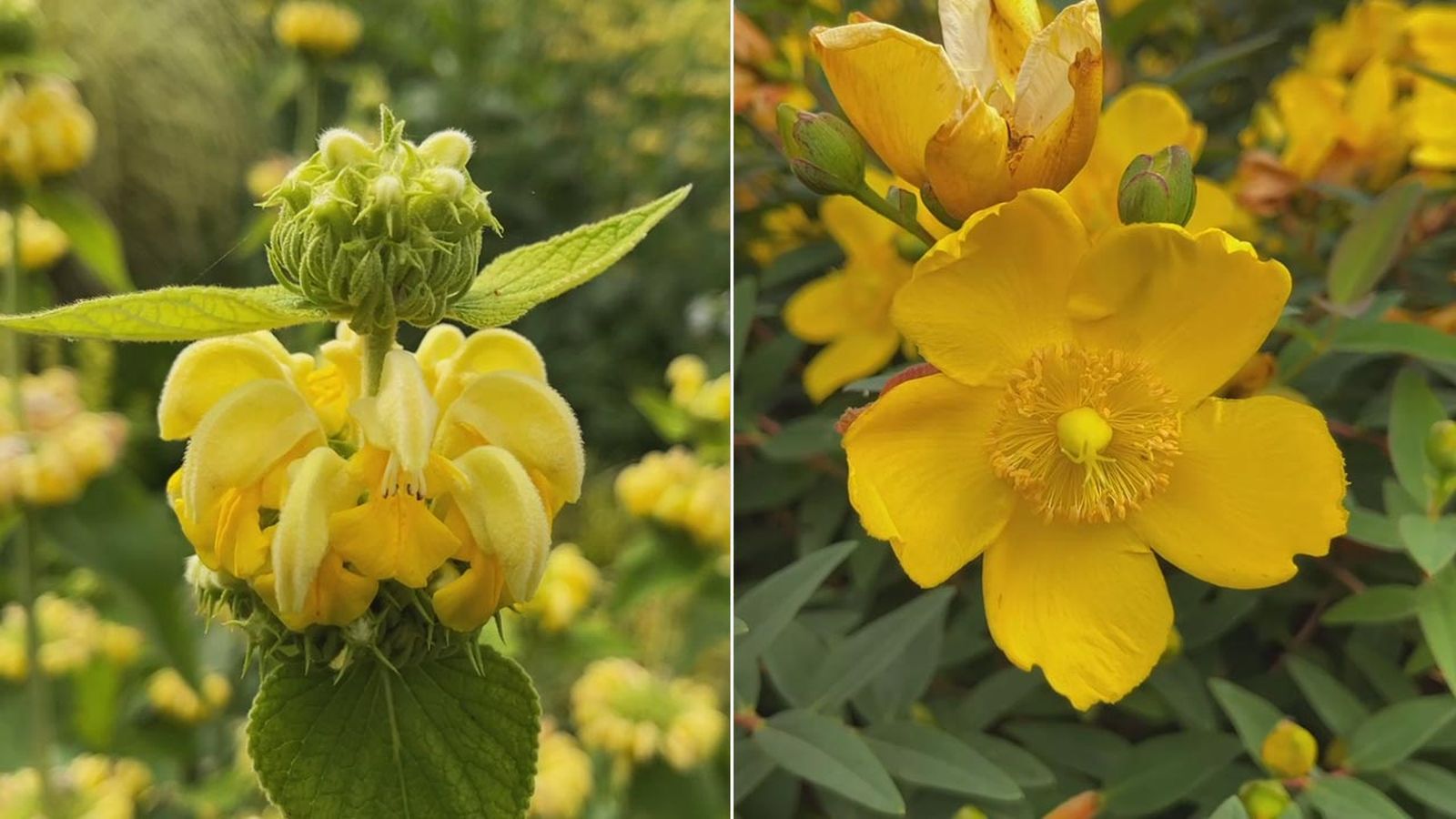 phlomis russeliana hypericum calycinum plantas floracion amarilla xl