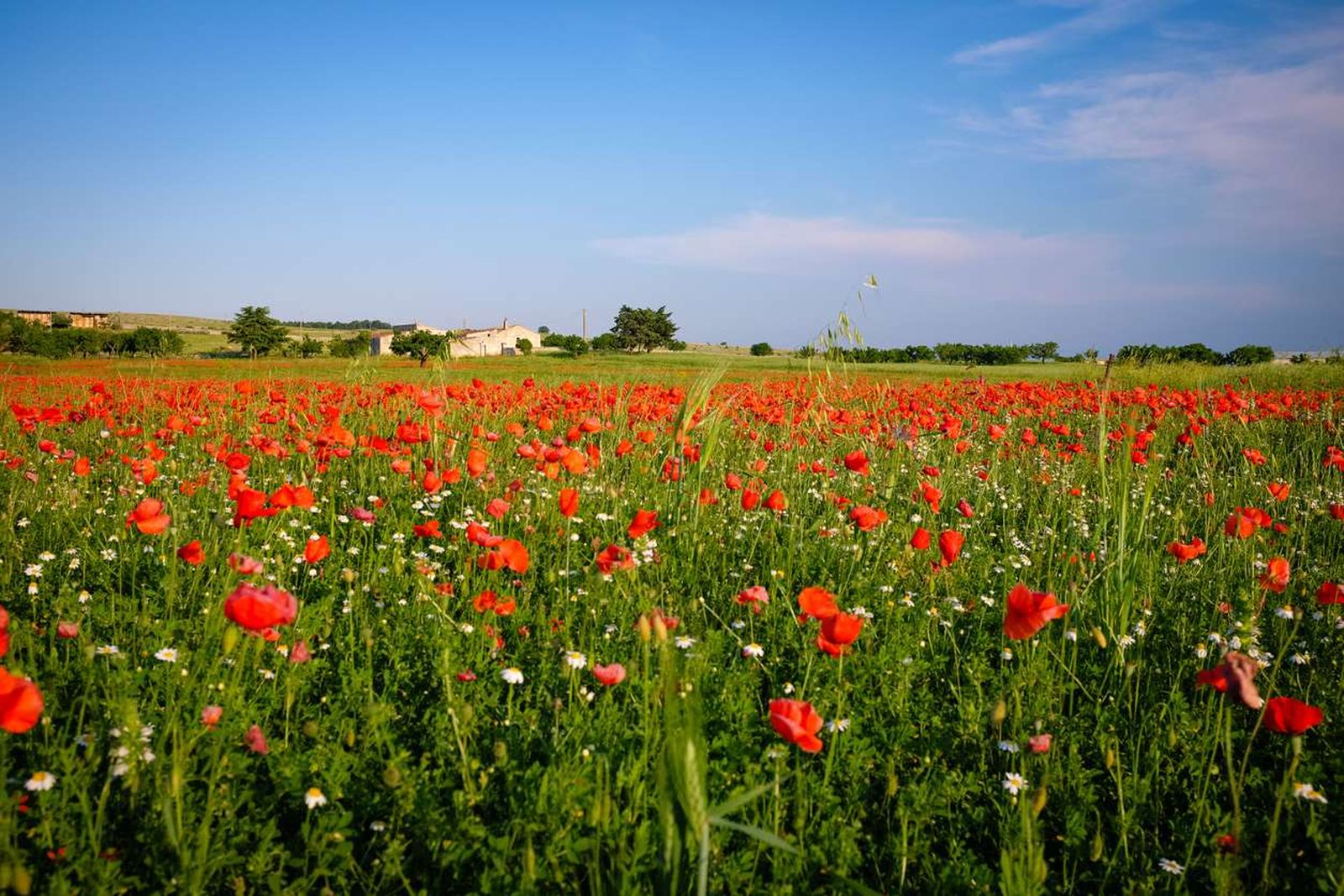 campos de amapolas campos de amapolas