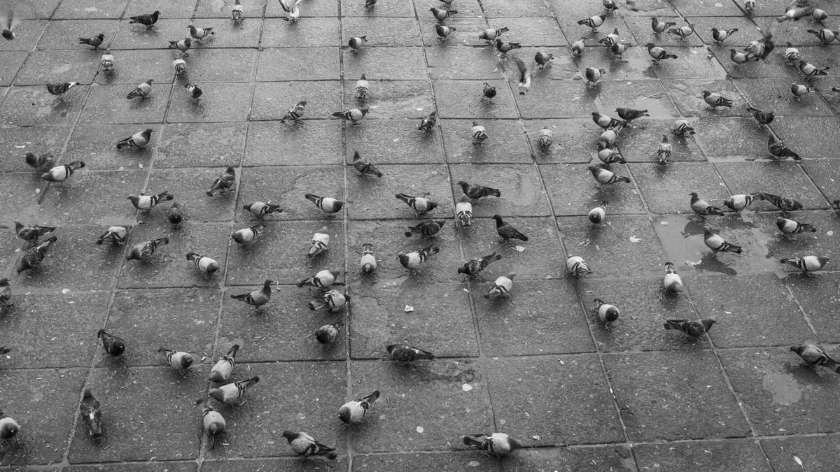 Creencias populares sobre la caca de paloma