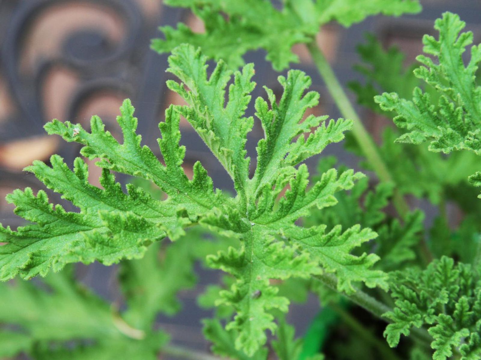 Planta citronela. Planta citronela.