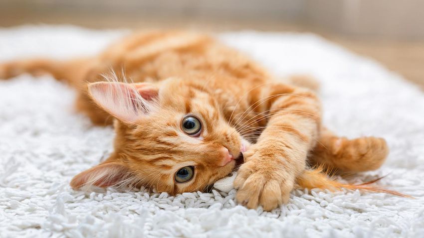 nombres para gatos naranjas