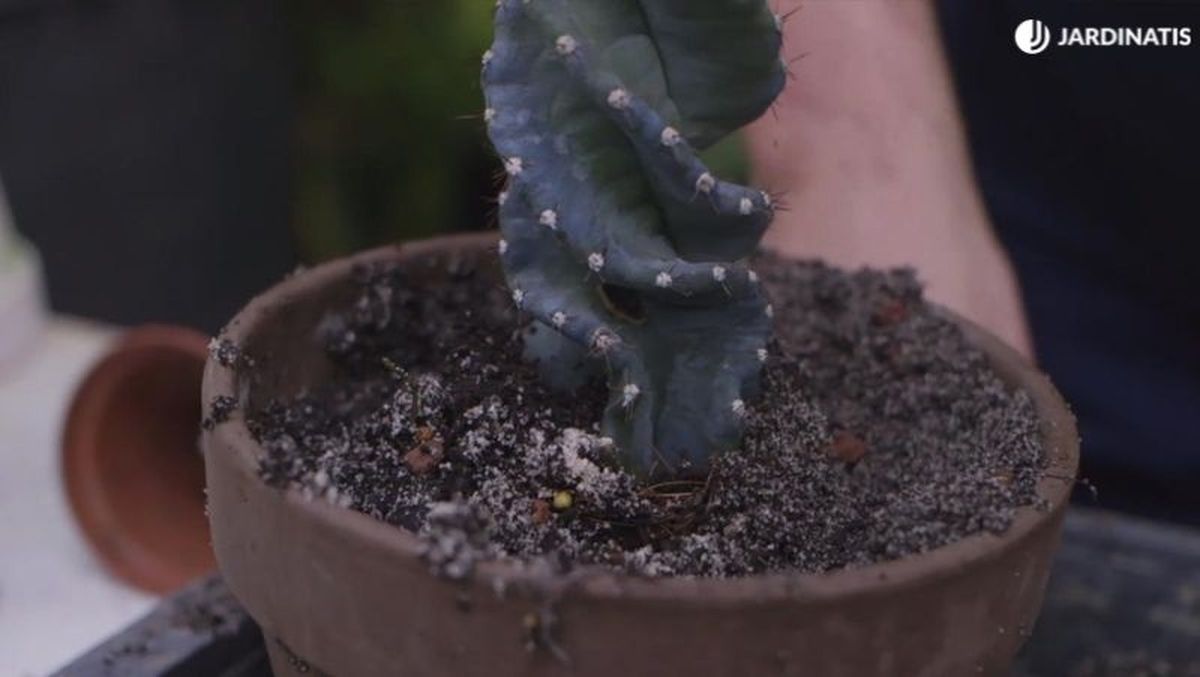 Trasplante de cactus espiral