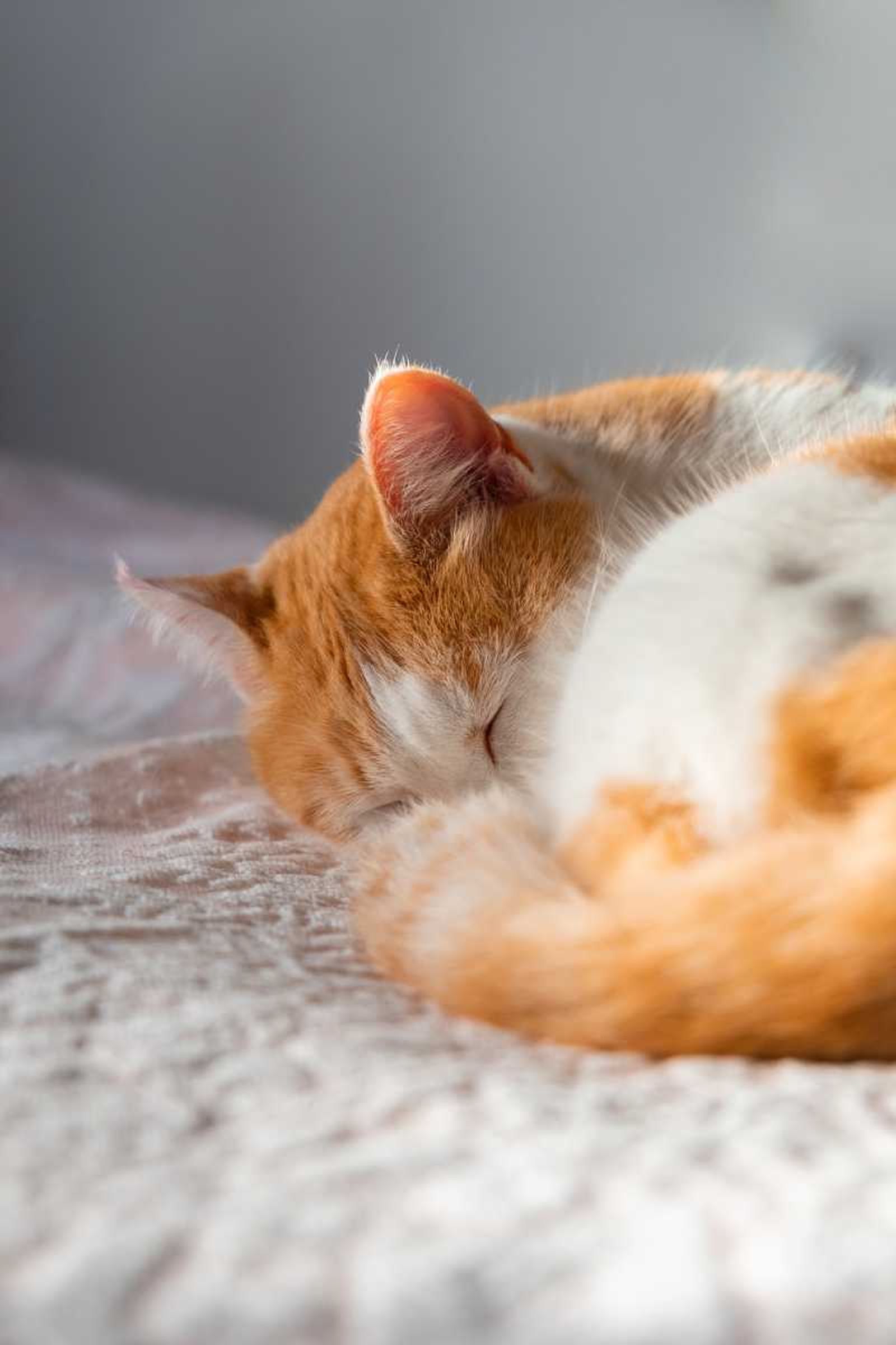 Durmiendo muy a gusto en un hogar ordenado y calmado.