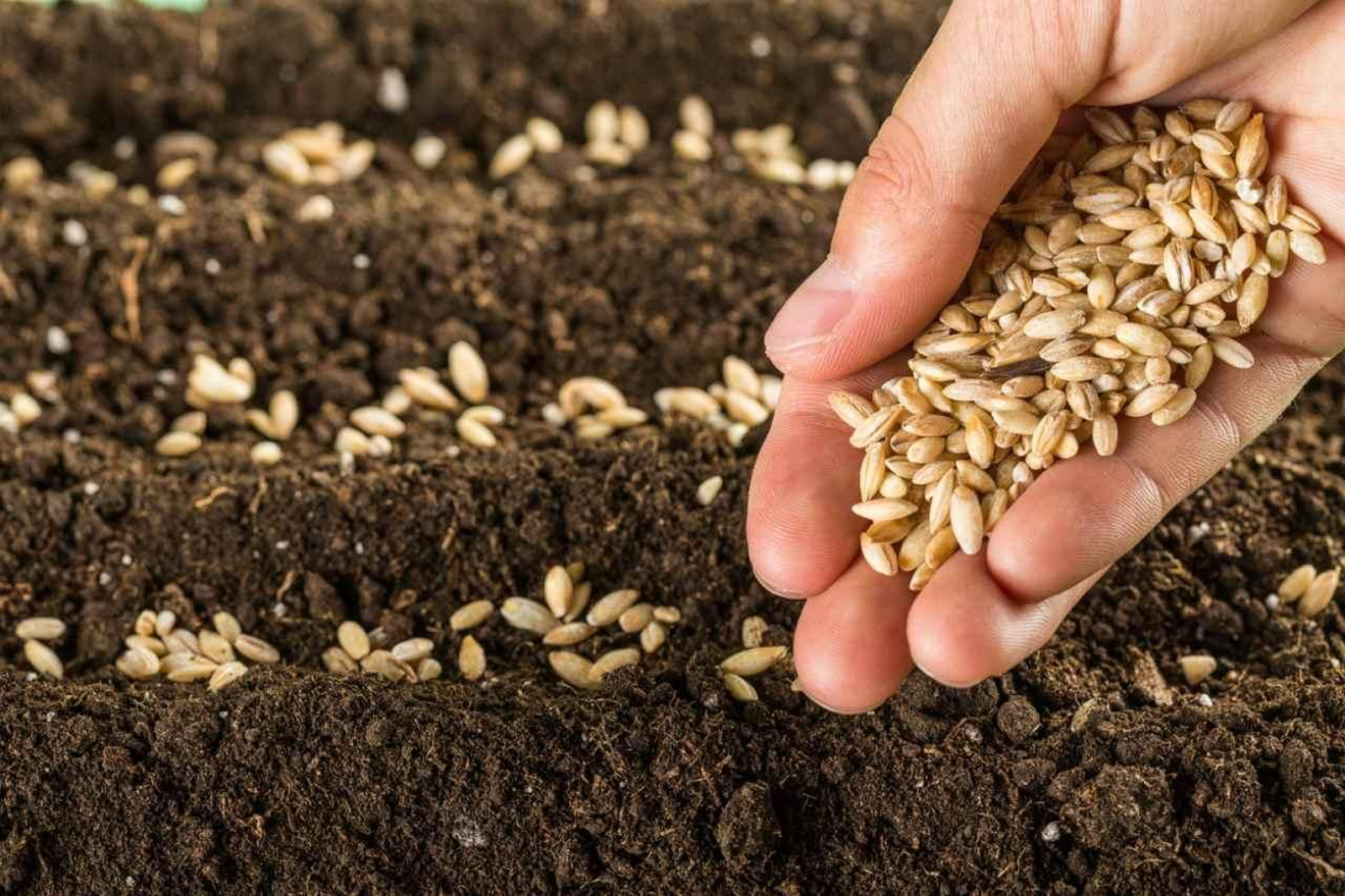 Plantar semillas es el método más básico y económico para iniciar un cultivo.