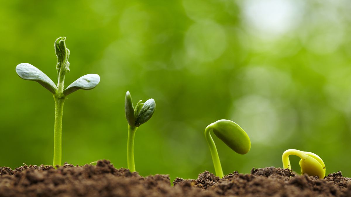 El crecimiento etiolado puede ser una señal de lucha por sobrevivir en la planta