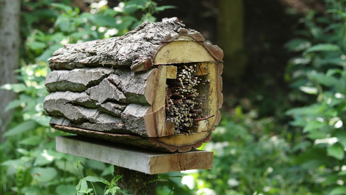 Conocer qué insectos hibernan en tu zona te ayudará a adaptar mejor el refugio a sus necesidades
